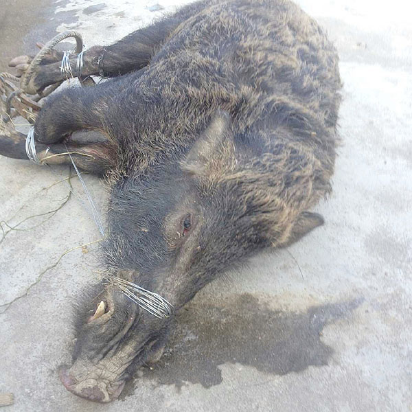 貴陽(yáng)李先生捕獲癸大野豬 貴陽(yáng)李先生捕獲癸大野豬